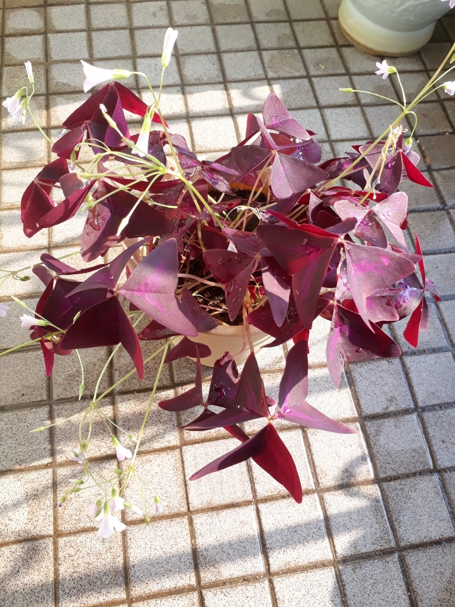  화초 키우기