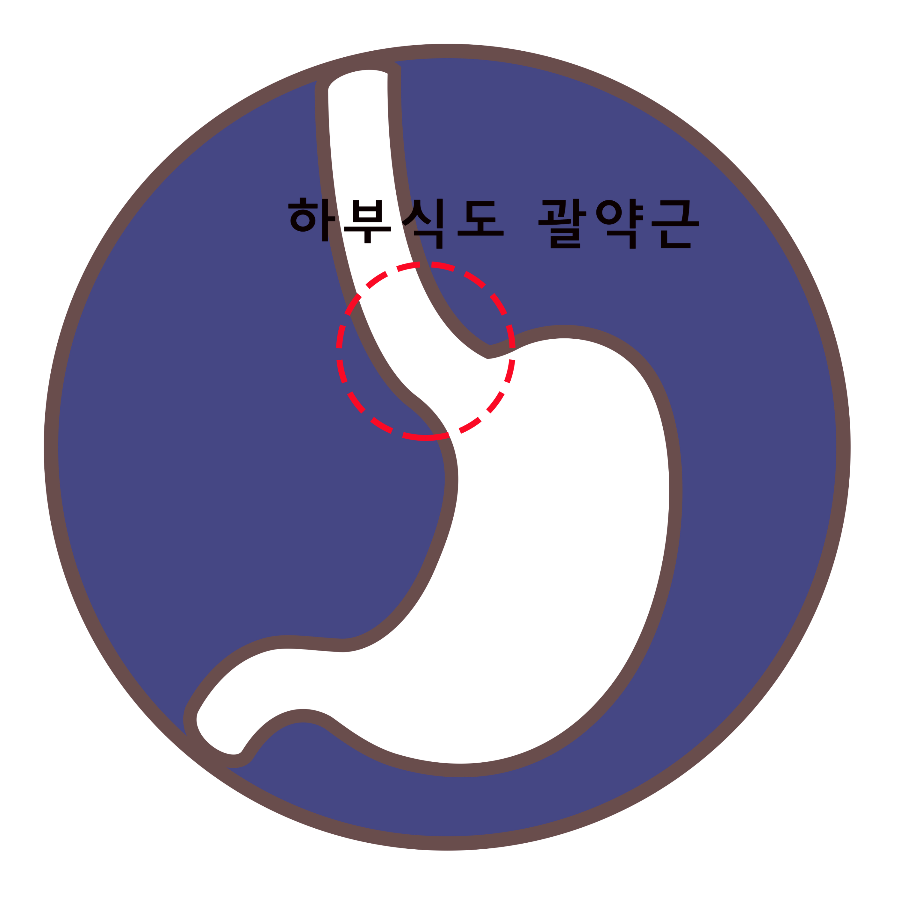 식도염 주요 증상 및 조치 방법 1
