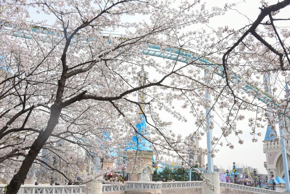 벚꽃
