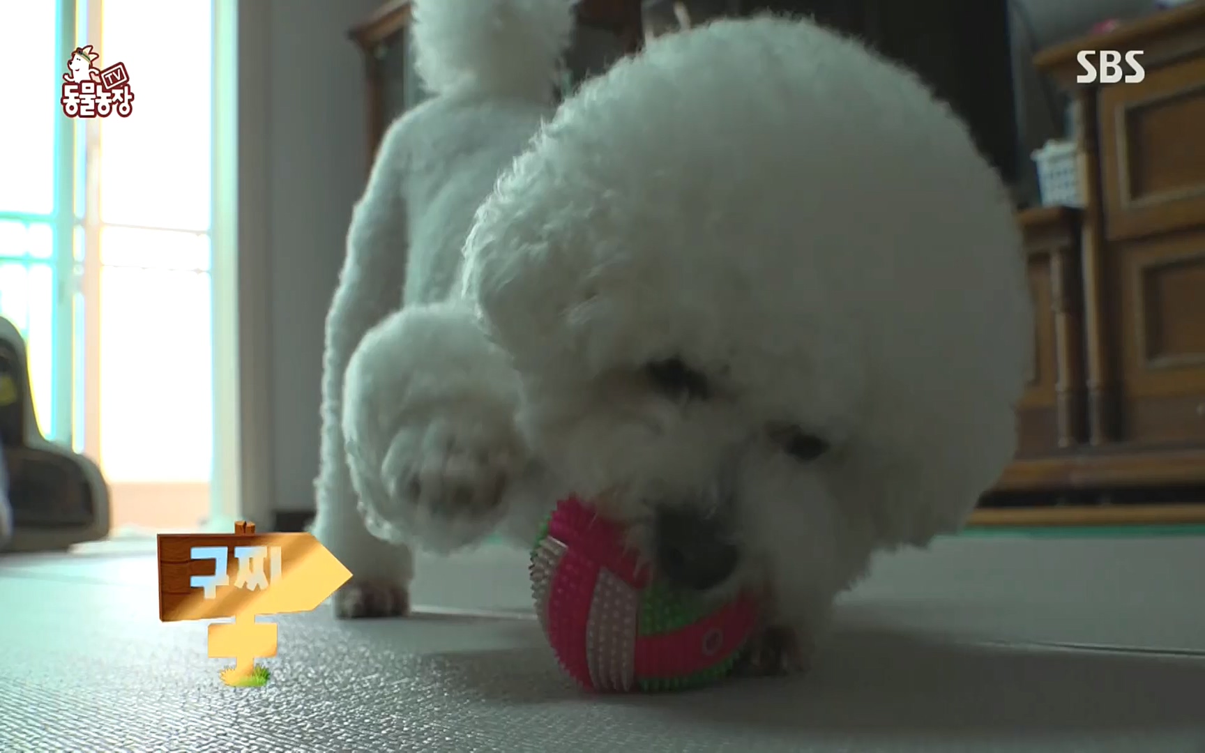 TV 동물농장.E1089.221002p.H264-F1RST.mp4_20221002_181938.669.jpg