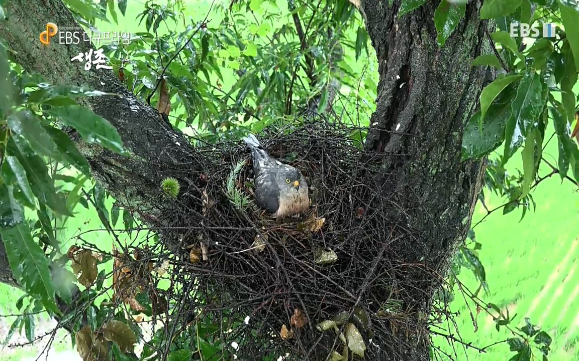 생존 3부_ EBS 다큐프라임_ 220629.avi_20220701_205953.552.jpg