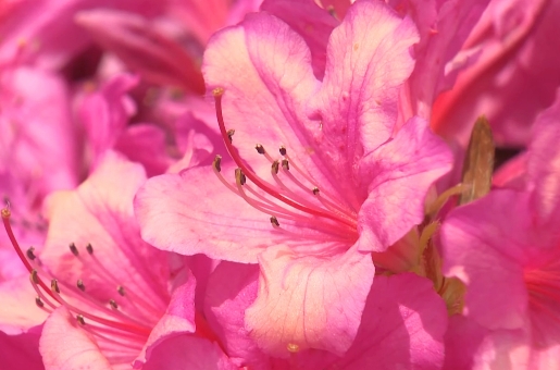 클로즈업한-분홍색의-철쭉