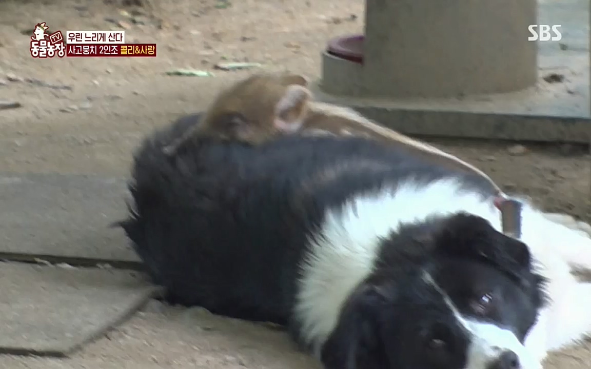 TV 동물농장.E1076.220704p.H264-F1RST.mp4_20220703_175556.978.jpg