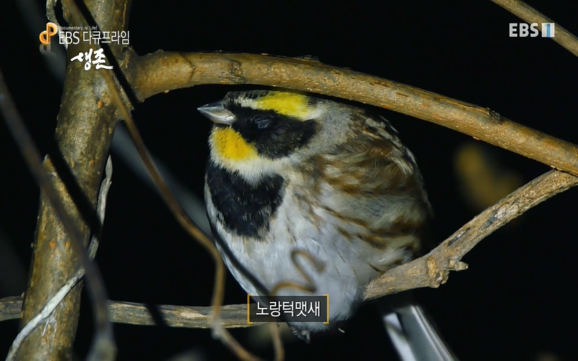 생존 3부_ EBS 다큐프라임_ 220629.avi_20220701_210548.824.jpg