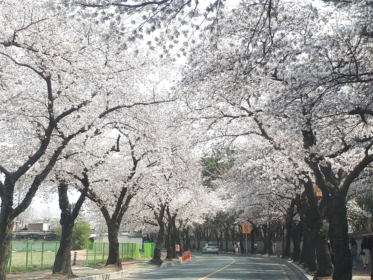 휴가비-여행비-10만원-지원-벚꽃-여행