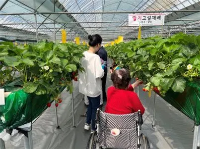 딸기 수확체험