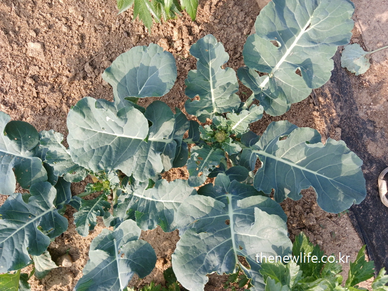 Top view of kale growing widely in a dry soil field with central buds visible-가운데 꽃눈이 보이는 들판 위 케일의 위쪽 모습