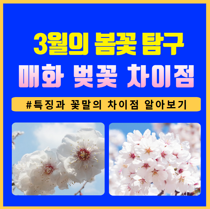 매화 벚꽃 차이점