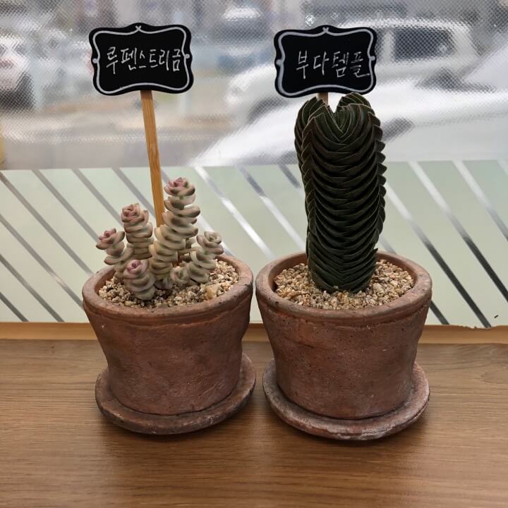  부다템플 키우기 편의점에서도 잘자라고 있어요