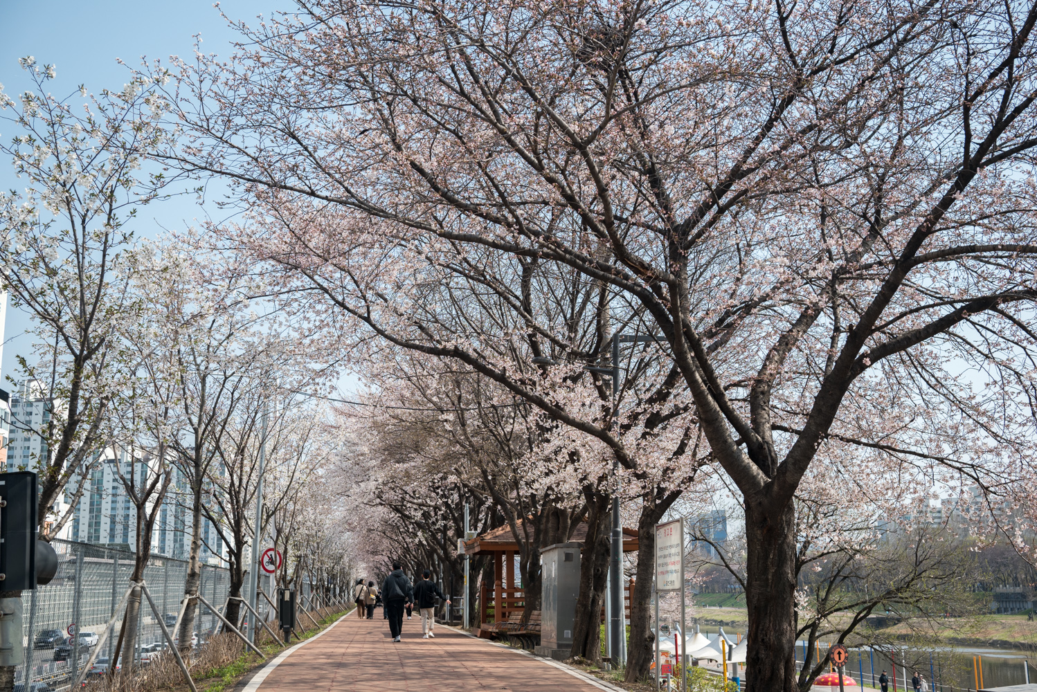 안양천 벚꽃 개화 상황