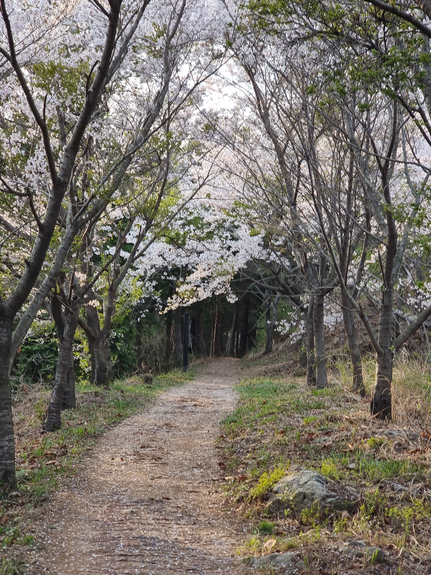 멋진 진해의 벚꽃 터널