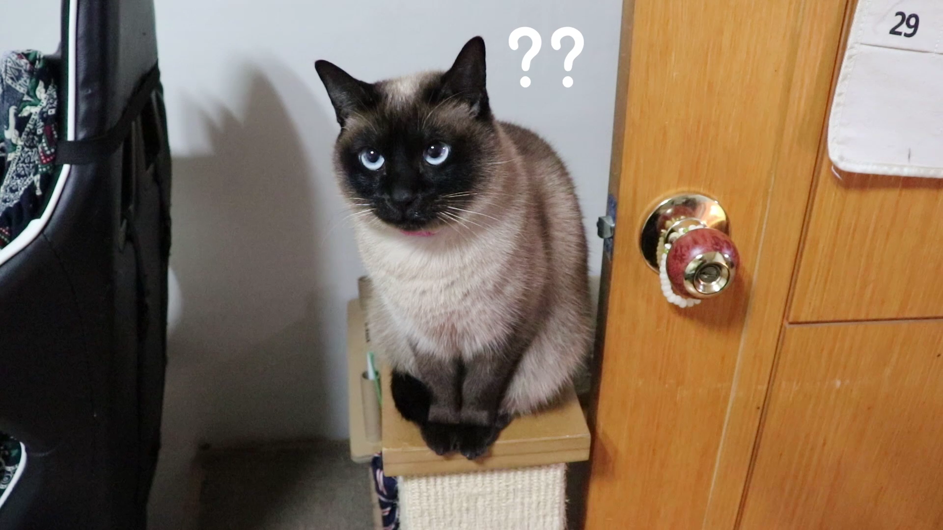  고양이는 자기 이름을 알까요?