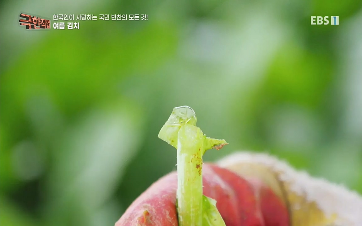 TV - 교육의 중심 EBS한국인이 사랑하는 국민 반찬의 모든 것!.mp4_20220925_171801.726.jpg