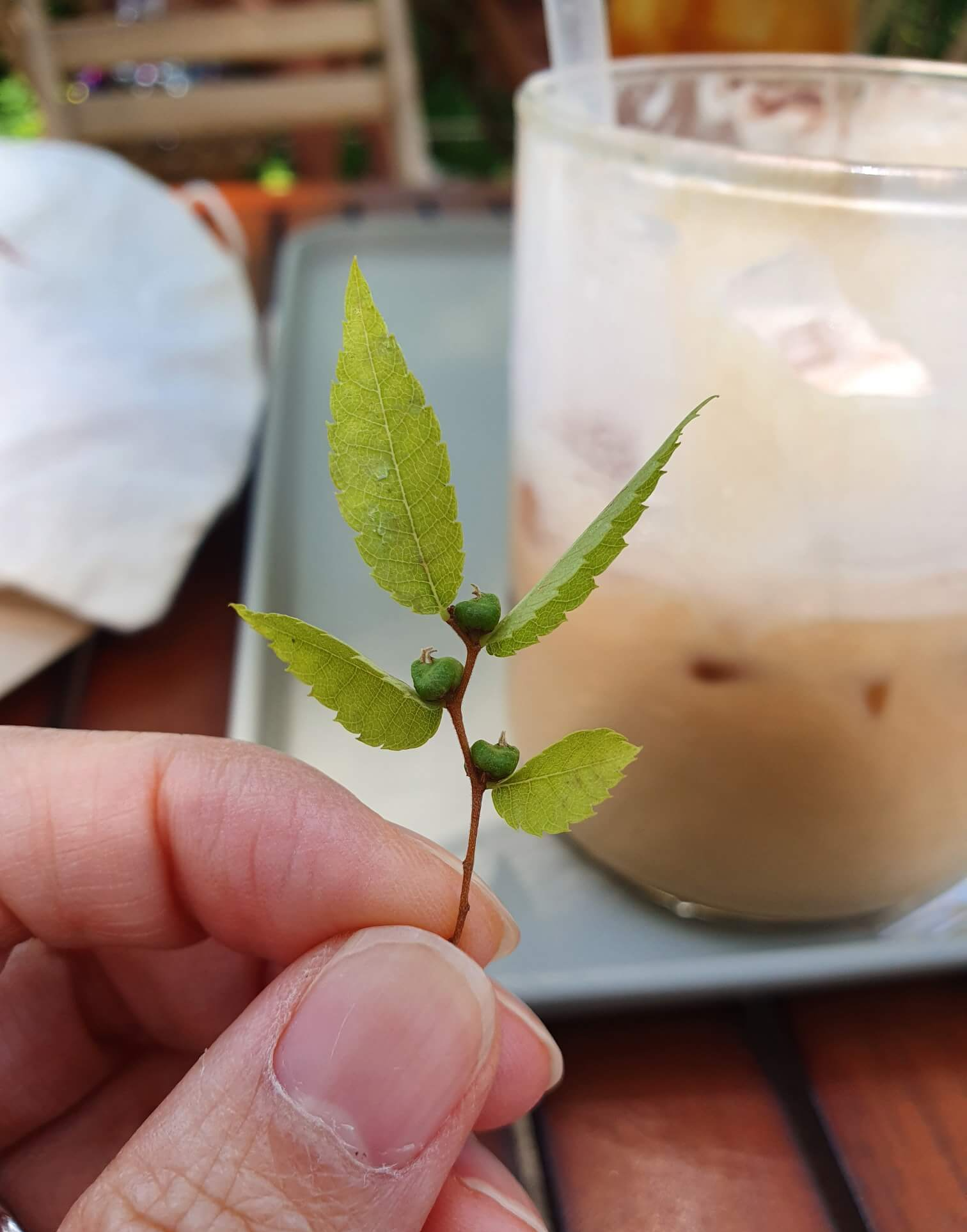 나무잎 한개와 커피