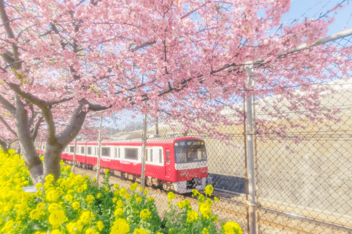 일본-2월-축제-미우라카이간-벚꽃축제