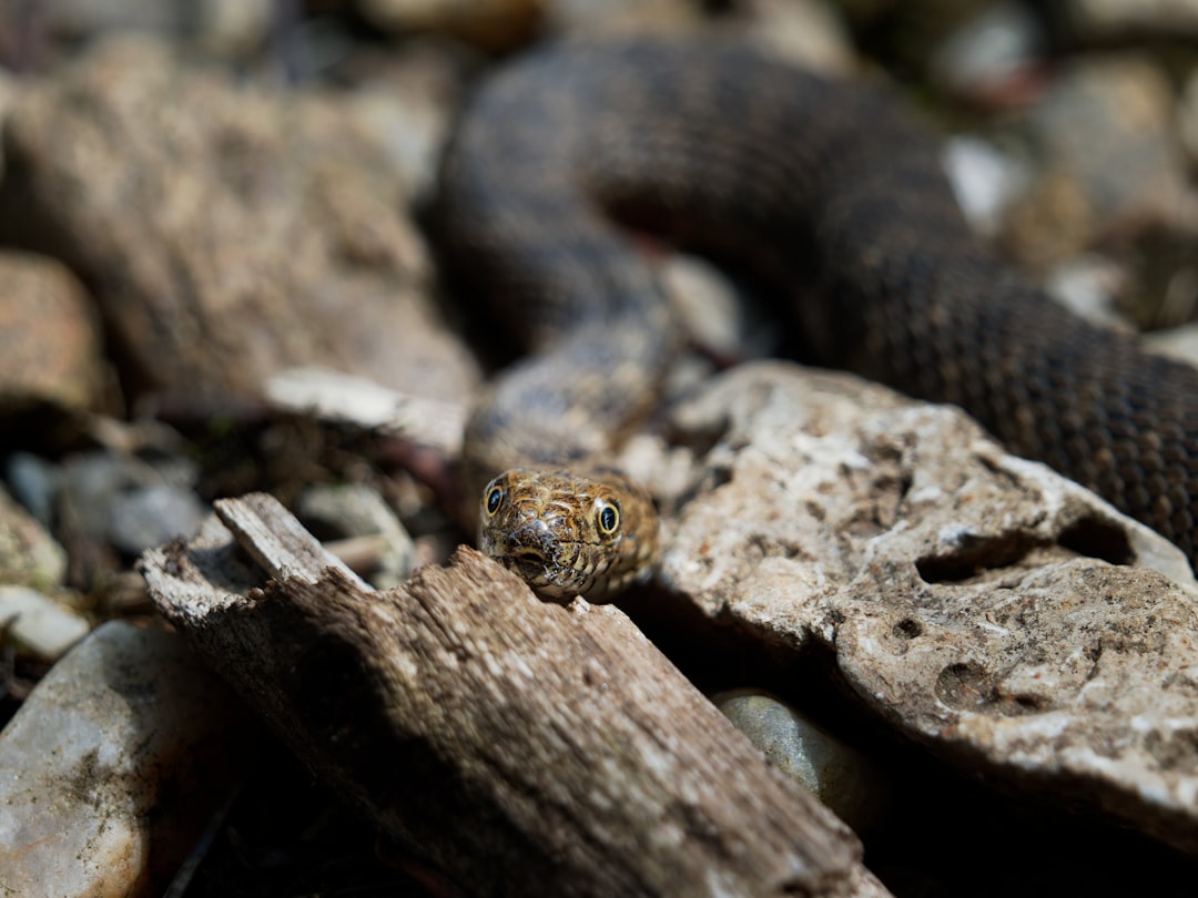 Serpent