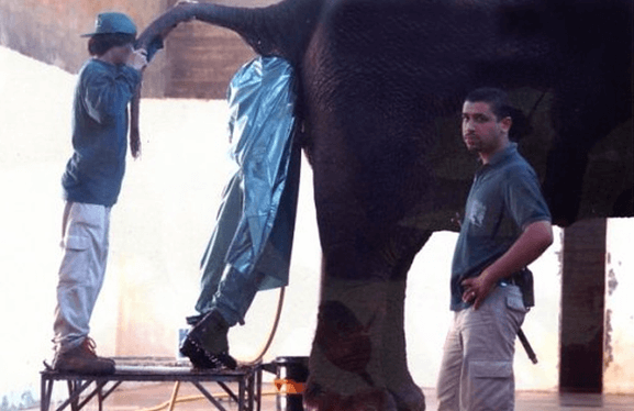 코끼리 건강 상태 확인을 위해 몸의 절반까지 코끼리 몸에 집어넣고 있는 사육사