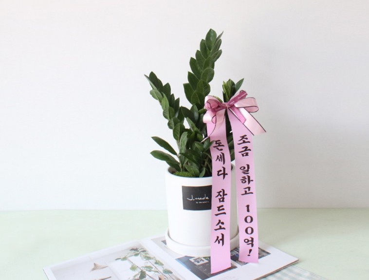  개업축하화분 추천 금전수