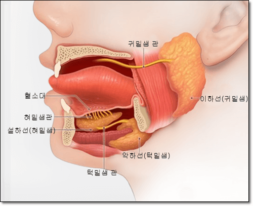 침샘염 위치