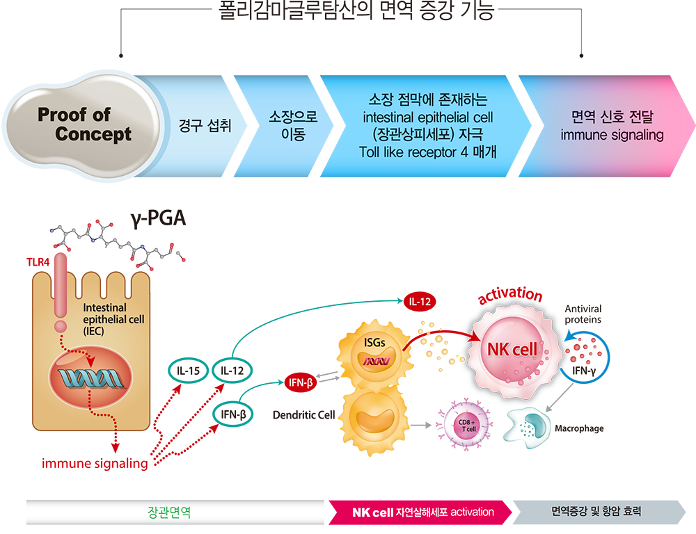 면역력 관련 체계 설명