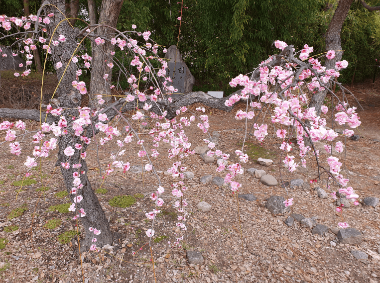 호코쿠 신사 내 꽃나무