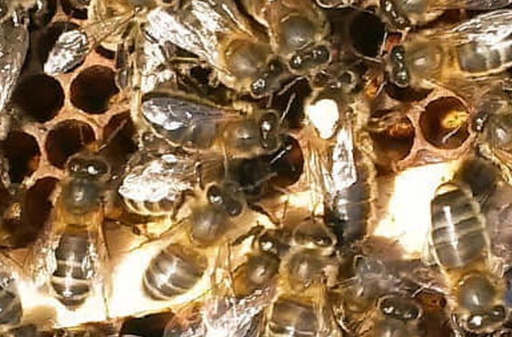 Rescuing Our Native Irish Honey Bees A Mountain Cottage&#39;s Bee Dilemma