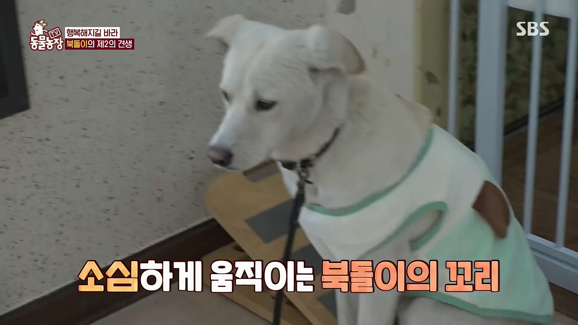 TV 동물농장.E1098.221204p.H264-F1RST.mp4_20221204_175422.493.jpg