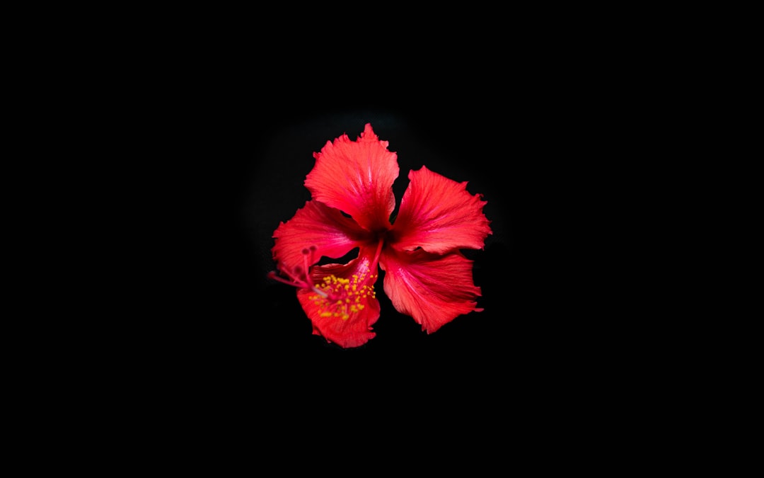 Hibiscus