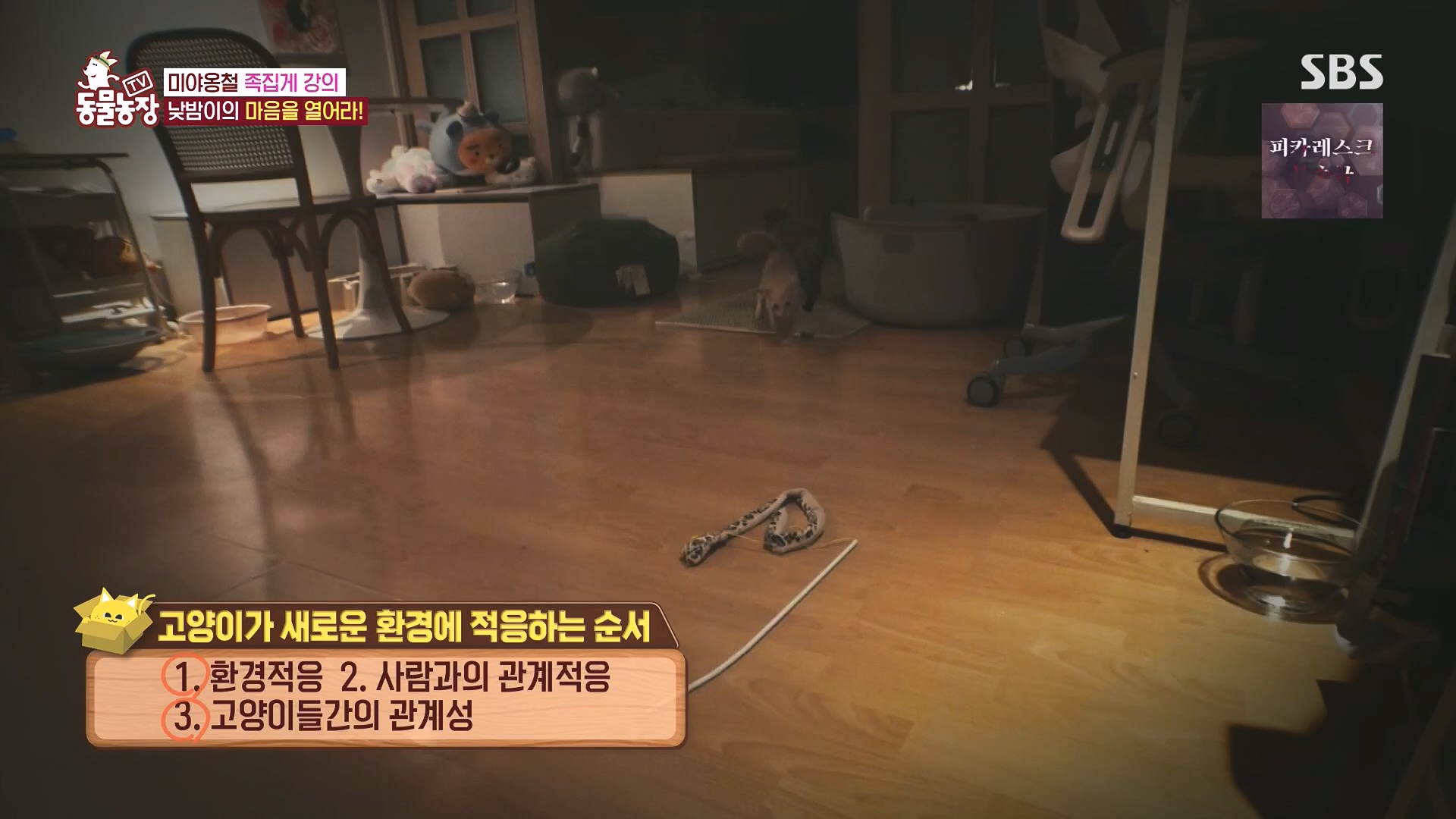 TV 동물농장.E1136.230903p.H264-F1RST.mp4_20230903_180400.575.jpg