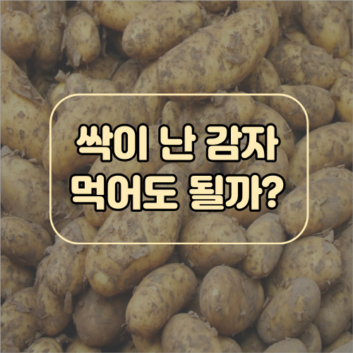 감자에 싹 섭취