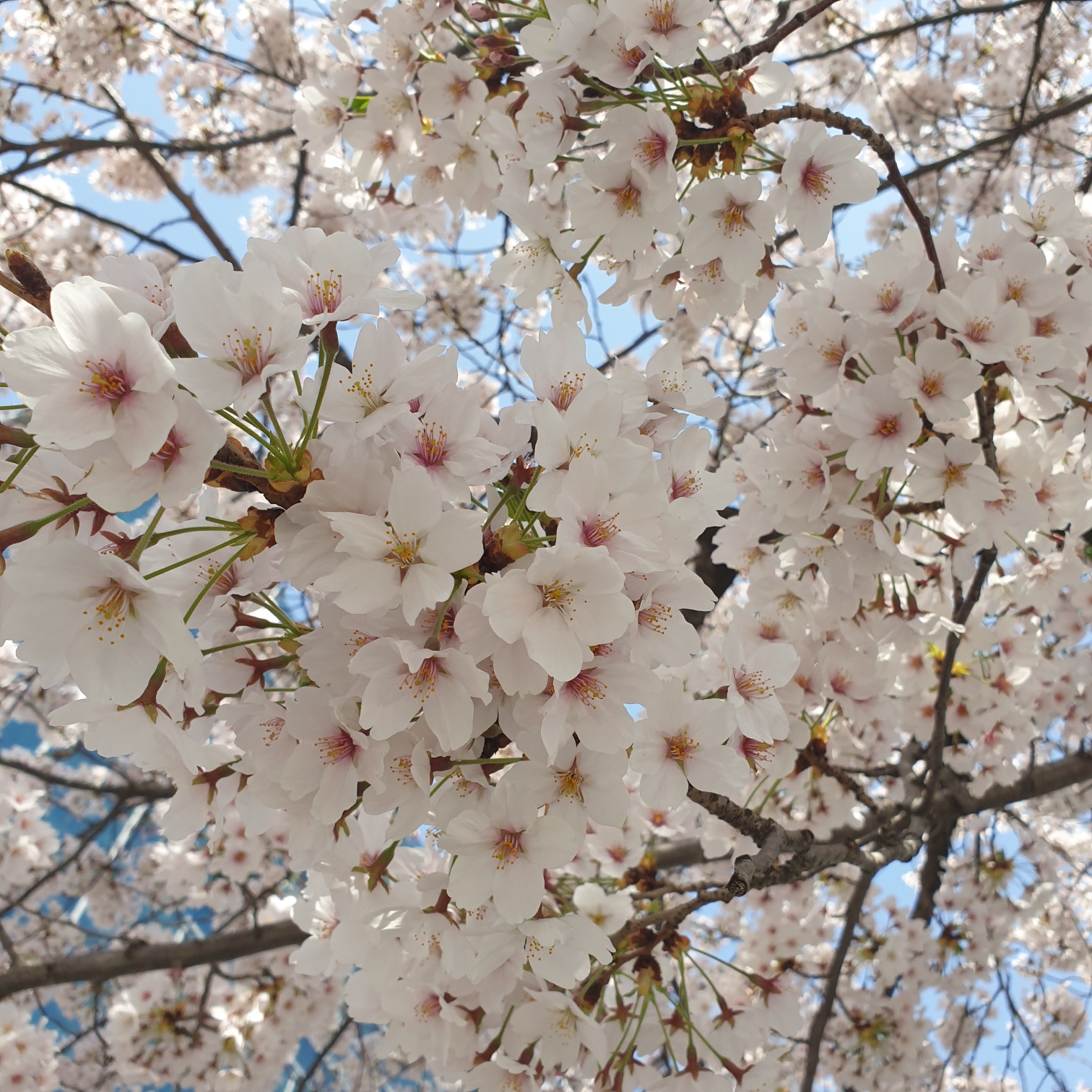 활짝핀 벚꽃사진이예요