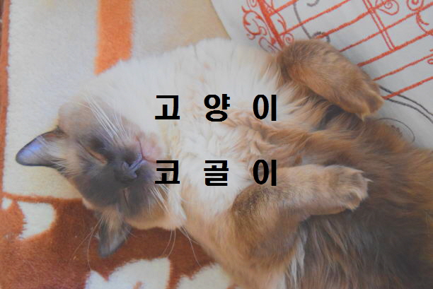  노다지네 잡학다식