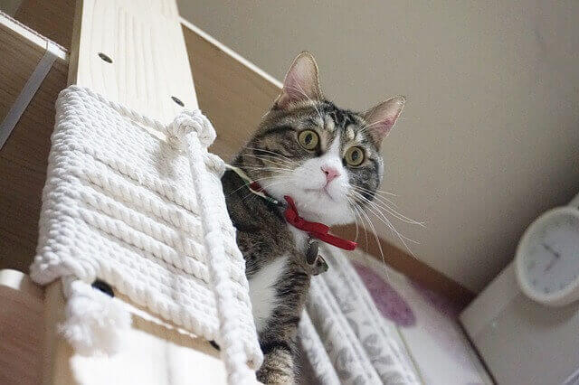 고양이 스트레스 완화