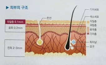 피부 구조와 기능 표피 진피 피하조직 위치 역할_18