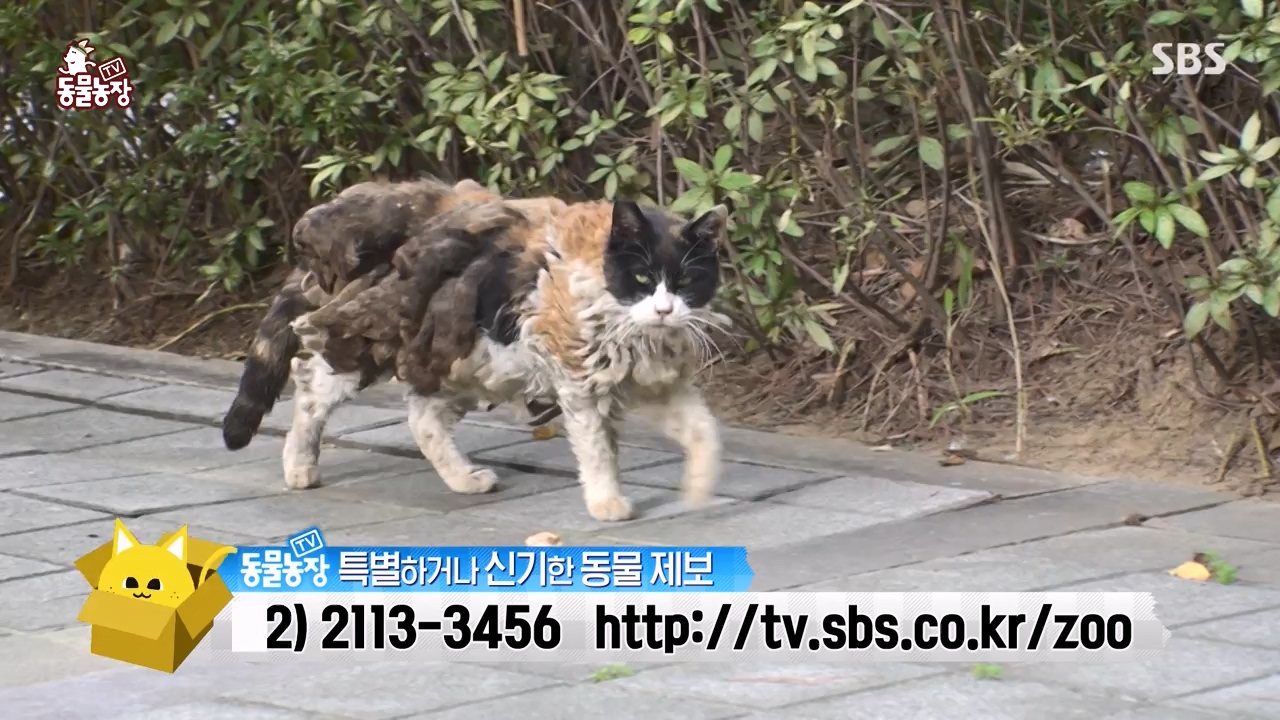 TV 동물농장.E1143.231030p-NEXT.mp4_20231029_164147.304.jpg