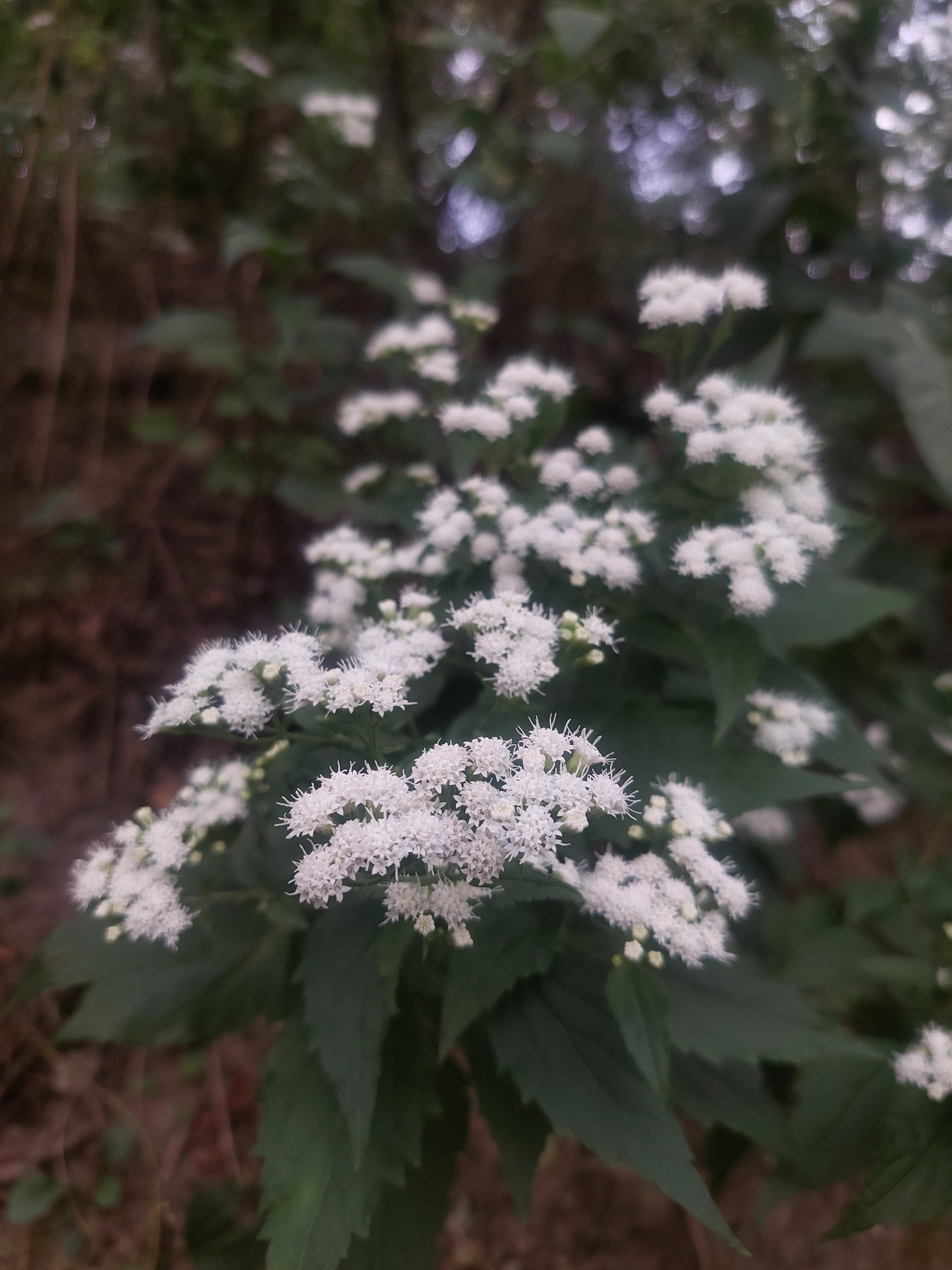 안산