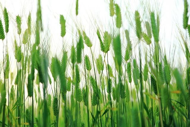 고창 청보리밭 축제 기간&amp;#44; 주차&amp;#44; 행사안내