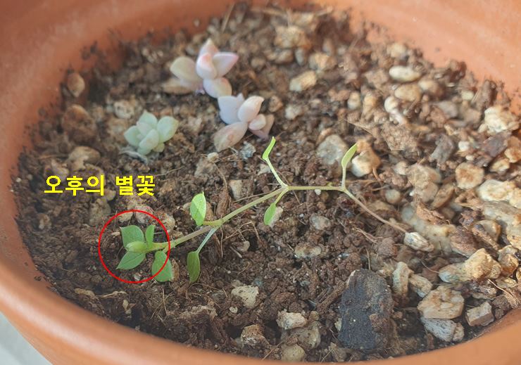 오무린 별꽃