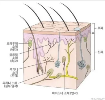 피부 구조와 기능 표피 진피 피하조직 위치 역할_2