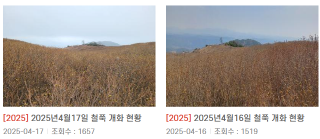 황매산 개화현황