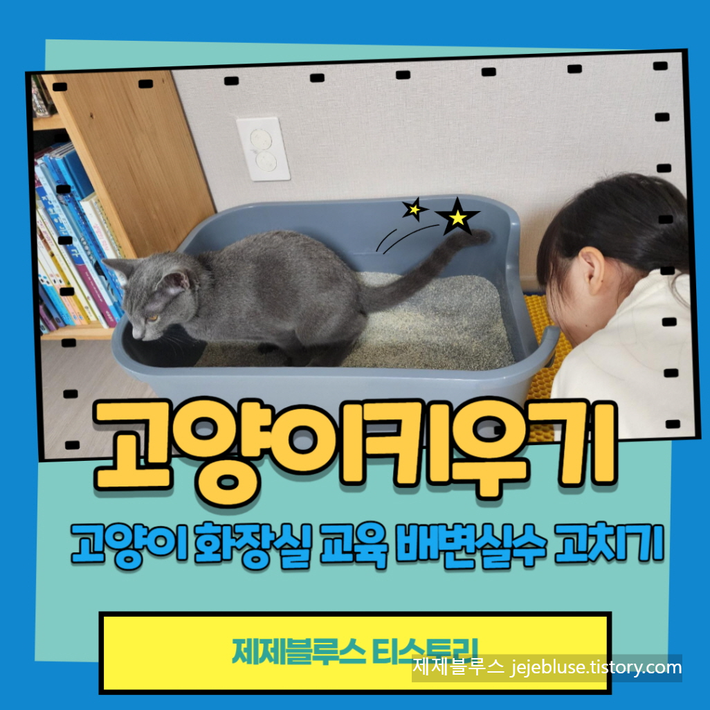 고양이-화장실-교육