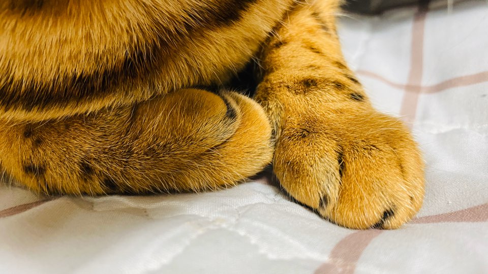  [고양이 건강] 혼자서 반려 고양이 발톱 자르는 방법