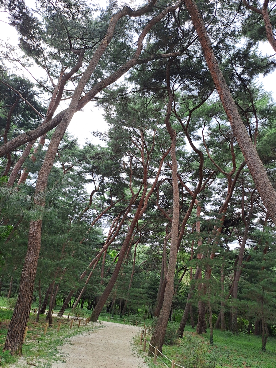 새롭게조성한-소나무숲길_04