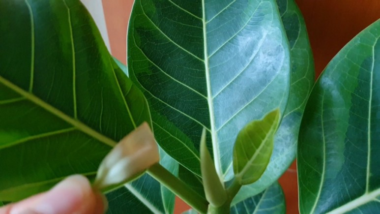 식물 인테리어로 뱅갈고무 나무 키우기 집에서 키우는 거실 반려 8