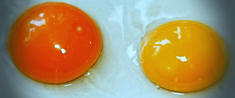 노른자가-선명한-계란-두개