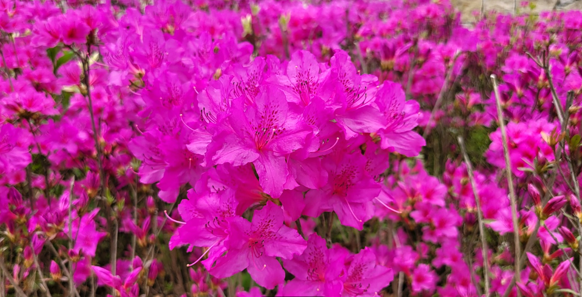 철쭉사진