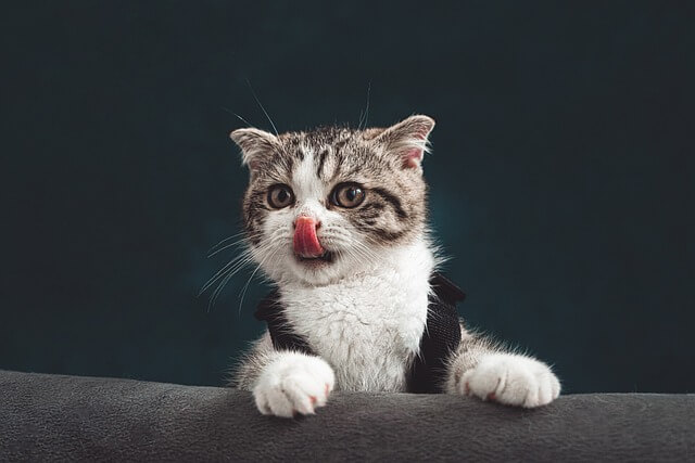 고양이 사진 잘 찍는