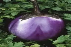 가지