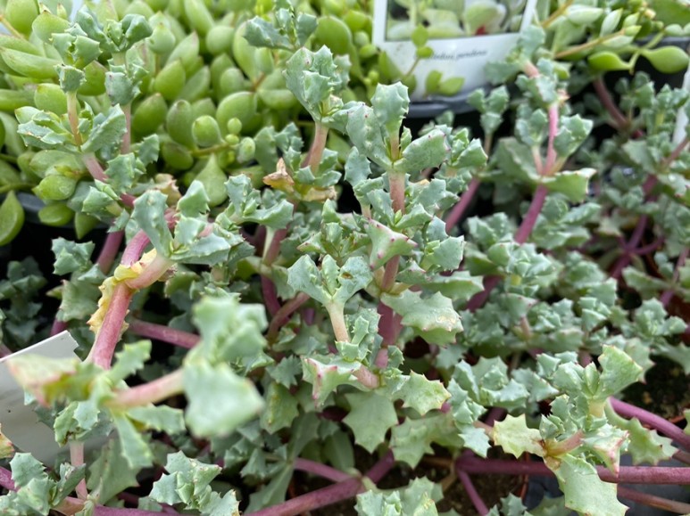 이름 가격도 같이 알아봐요. 예쁜 다육이 종류 27