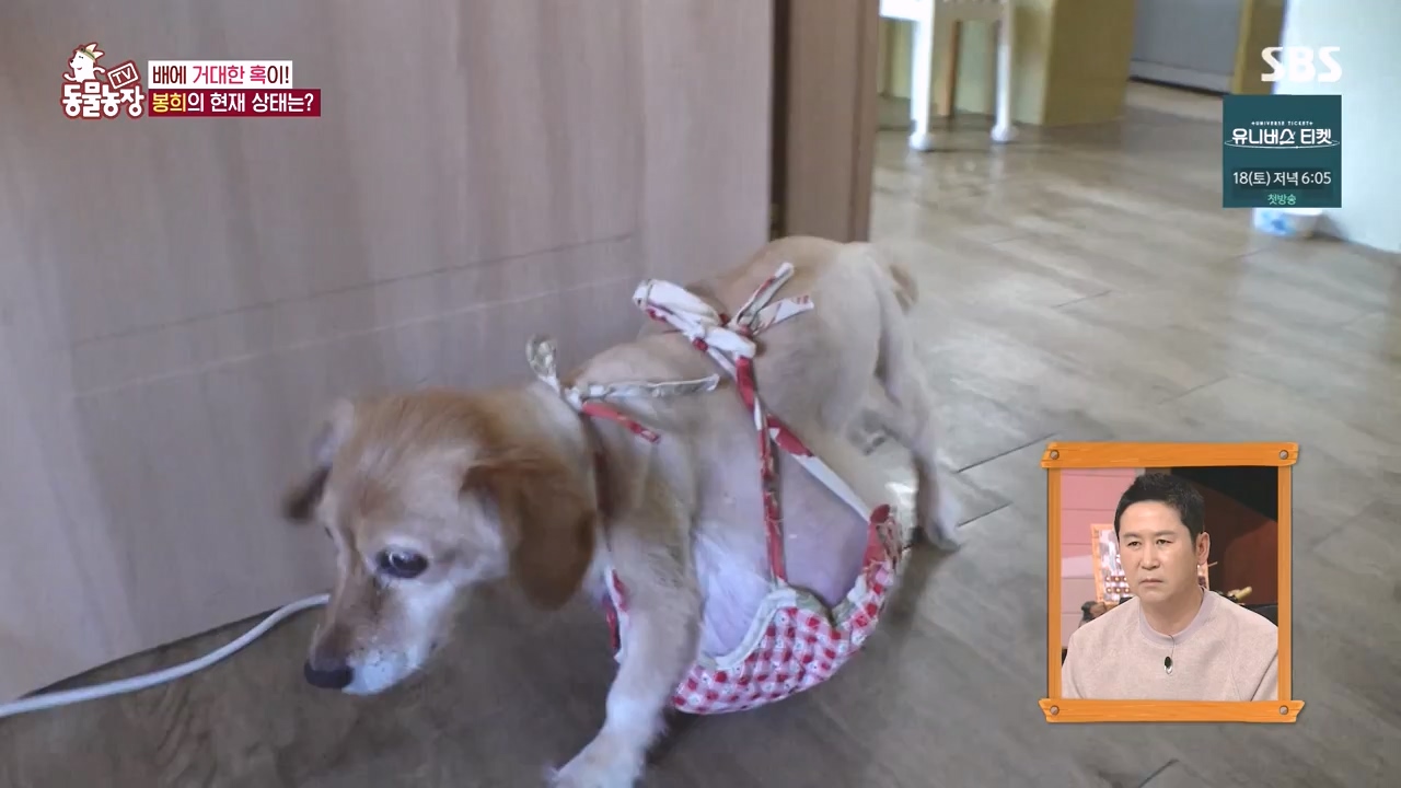 TV 동물농장.E1145.231113p-NEXT.mp4_20231112_173445.304.jpg